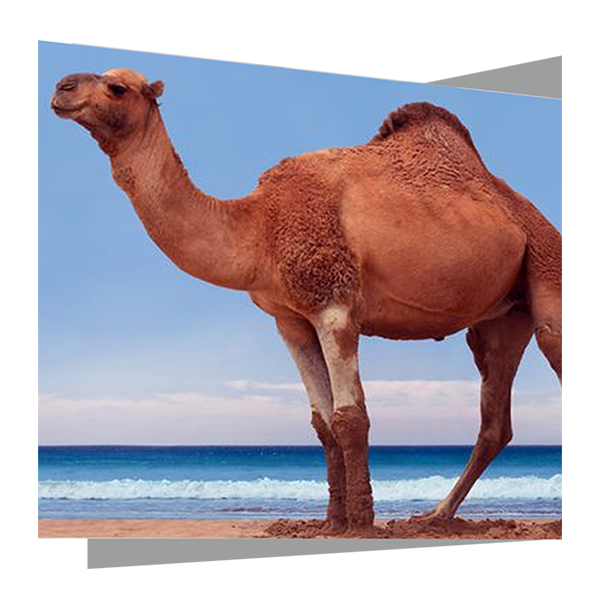 Horse and camel health care products manufacturers