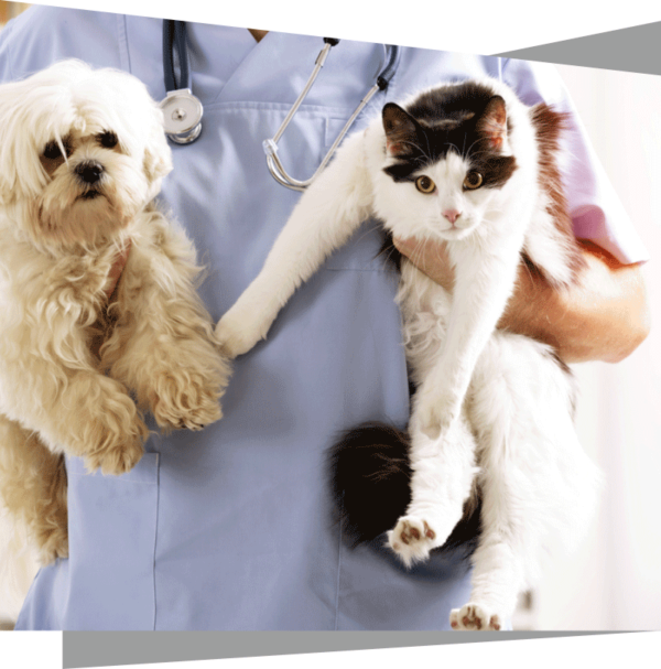 cat health care products