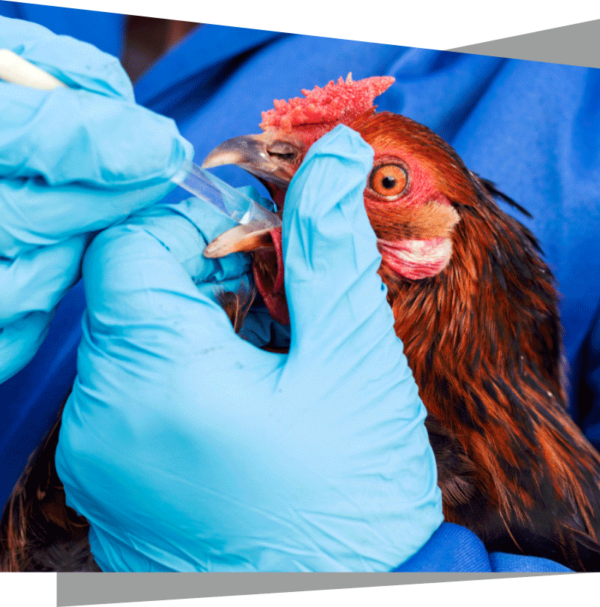 Poultry treatment product suppliers in india