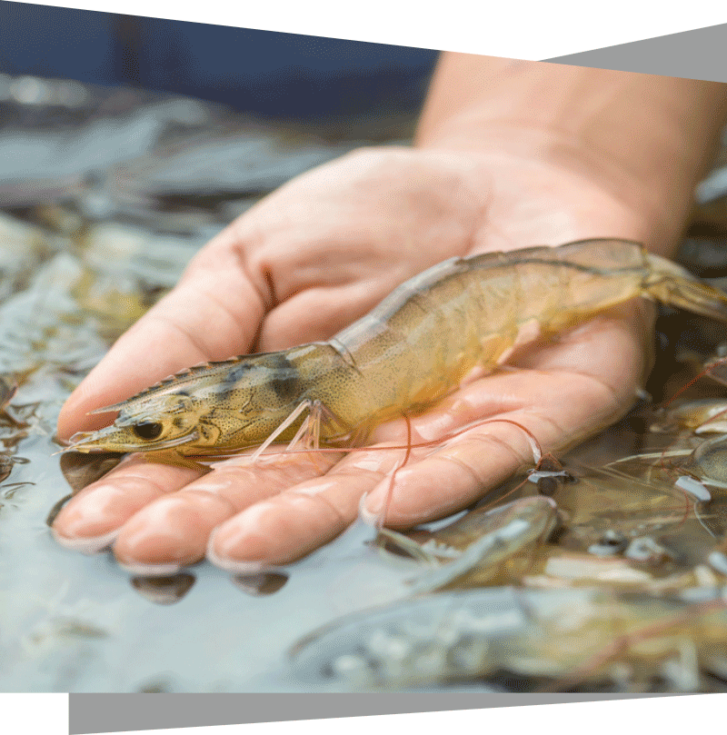 shrimp diseases products suppliers in india shrimp diseases products suppliers in india